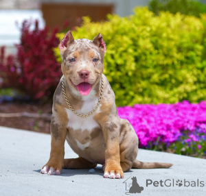 Zdjęcie №1. american bully - na sprzedaż w Flensburg | 5214zł | Zapowiedź №167622