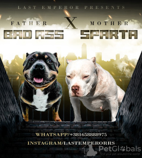 Zdjęcie №1. american bully - na sprzedaż w Belgrad | negocjowane | Zapowiedź №110247