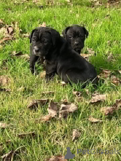 Zdjęcie №4. Sprzedam cane corso w Aalborg. prywatne ogłoszenie, hodowca - cena - 6zł