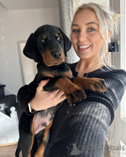 Zdjęcie №4. Sprzedam  w Berlin.  - cena - 3109zł