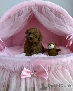 Zdjęcie №2 do zapowiedźy № 160058 na sprzedaż  pies nierasowy - wkupić się Niemcy prywatne ogłoszenie, od żłobka