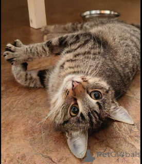 Zdjęcie №4. Sprzedam  w Chimki. prywatne ogłoszenie - cena - Bezpłatny