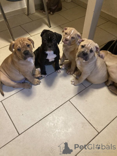 Zdjęcie №1. buldog amerykański - na sprzedaż w Pori | 1435zł | Zapowiedź №167374