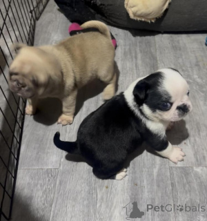 Zdjęcie №1. mops - na sprzedaż w Alavus | negocjowane | Zapowiedź №170567