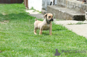 Dodatkowe zdjęcia: Mastif południowoafrykański Boerboel szczenięta