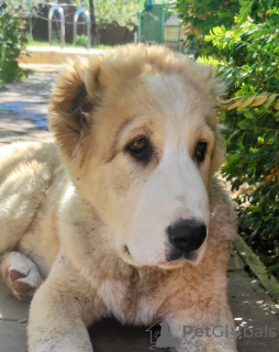 Zdjęcie №3. Szczenięta CAO. Ukraina