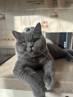 Zdjęcie №1. kot brytyjski długowłosy - na sprzedaż w Lipsk | negocjowane | Zapowiedź № 165879