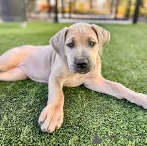 Zdjęcie №3. Deutsche Doggenwelpen zu verkaufen. Austria