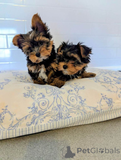 Zdjęcie №1. yorkshire terrier - na sprzedaż w „S-hertogenbosch | 1818zł | Zapowiedź №166927