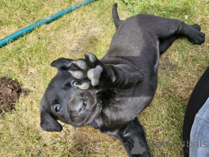 Zdjęcie №2 do zapowiedźy № 168902 na sprzedaż  labrador retriever - wkupić się Finlandia prywatne ogłoszenie