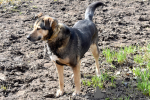 Zdjęcie №4. Sprzedam pies nierasowy w Petersburg.  - cena - Bezpłatny