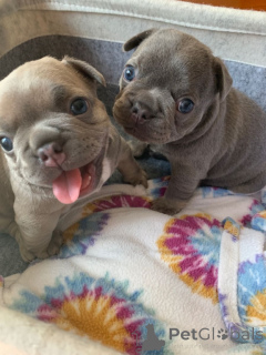 Zdjęcie №3. Hausgewohnte Buldog francuski Welpen zur Adopcja verfügbar. WhatsApp 351 966 674. Niemcy