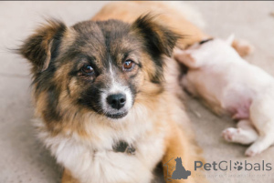 Zdjęcie №2 do zapowiedźy № 138882 na sprzedaż   - wkupić się Wielka Brytania hodowca