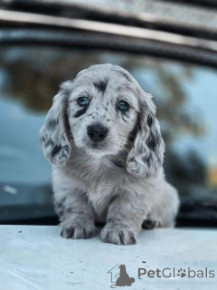 Zdjęcie №3. Cocker spaniel angielski szuka domu. Sprzedać. Australia