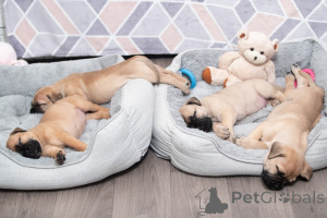 Zdjęcie №4. Sprzedam bulmastif w Ittre. prywatne ogłoszenie, hodowca - cena - 2990zł