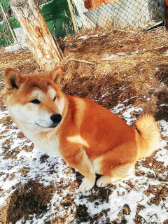 Zdjęcie №3. Klasa wystawowa Shiba Inu. Federacja Rosyjska
