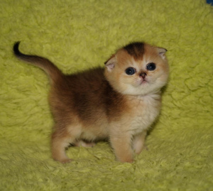 Zdjęcie №1. chinchilla cat - na sprzedaż w Mińsk | 904zł | Zapowiedź № 3576