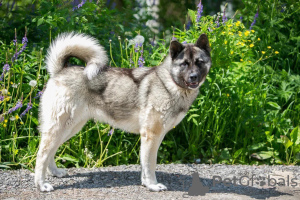 Zdjęcie №3. Pies Akita Metizo naprawdę chce wracać do domu!!. Federacja Rosyjska