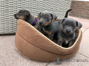 Zdjęcie №1. jack russell terrier - na sprzedaż w Danderyd | 4066zł | Zapowiedź №168383