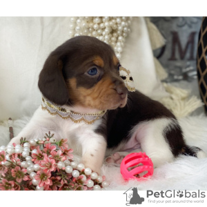 Zdjęcie №4. Sprzedam beagle (rasa psa) w São Paulo. prywatne ogłoszenie - cena - 832zł