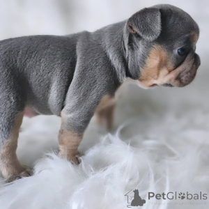 Zdjęcie №1. buldog francuski - na sprzedaż w Paryż | 11959zł | Zapowiedź №163033