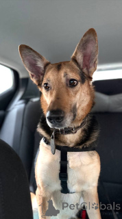 Zdjęcie №3. Pies Siemion szuka nowego domu!. Federacja Rosyjska