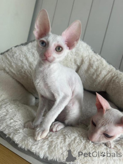 Zdjęcie №1. kot cornish rex - na sprzedaż w Detmold | 1674zł | Zapowiedź № 173521