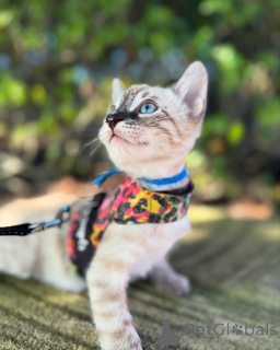 Zdjęcie №2 do zapowiedźy № 152544 na sprzedaż  kot bengalski - wkupić się Niemcy prywatne ogłoszenie