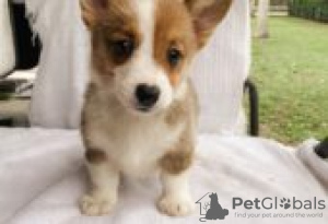 Zdjęcie №1. welsh corgi - na sprzedaż w Berlin | Bezpłatny | Zapowiedź №126988