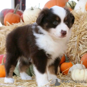 Zdjęcie №2 do zapowiedźy № 137171 na sprzedaż  miniaturowy owczarek amerykański (aush) - wkupić się Niemcy prywatne ogłoszenie, hodowca