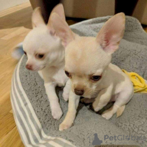Zdjęcie №1. chihuahua (rasa psów) - na sprzedaż w Leipzig | 957zł | Zapowiedź №129925