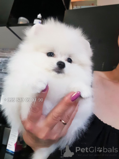 Zdjęcie №3. Mini Pomeranian Spitz. Możesz kupić małego psa w Batumi i Tbilisi.. Gruzja