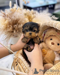 Zdjęcie №1. yorkshire terrier - na sprzedaż w Chicago | 1585zł | Zapowiedź №110528