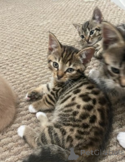 Zdjęcie №1. munchkin - na sprzedaż w Monachium | negocjowane | Zapowiedź № 161183