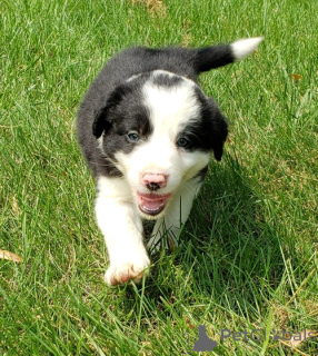 Zdjęcie №1. border collie - na sprzedaż w Berchtesgaden | 2153zł | Zapowiedź №149749