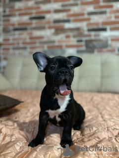 Zdjęcie №4. Sprzedam buldog francuski w Kolonia. prywatne ogłoszenie - cena - 1931zł