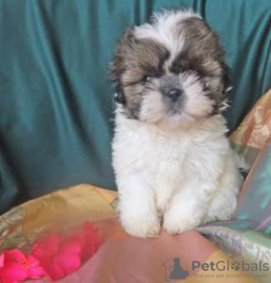 Zdjęcie №3. Shih-tzu Venda SHIH-TZU. Portugalia