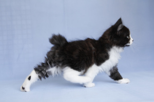 Zdjęcie №4. Sprzedam kurelski bobtail w Petersburg. hodowca - cena - 1279zł