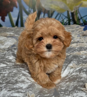 Zdjęcie №2 do zapowiedźy № 163401 na sprzedaż  pudel (krasnolud) - wkupić się Polska hodowca