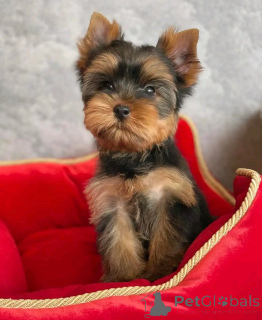 Zdjęcie №2 do zapowiedźy № 138219 na sprzedaż  yorkshire terrier - wkupić się USA hodowca