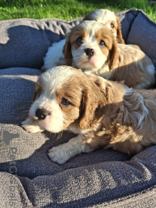 Zdjęcie №2 do zapowiedźy № 176033 na sprzedaż  cocker spaniel amerykański, cocker spaniel angielski, springer spaniel angielski, springer spaniel walijski, irlandzki spaniel dowodny, hiszpański pies dowodny, mastif hiszpański, cavalier king charles spaniel, cavalier king charles spaniel, clumber spaniel, russian spaniel, spaniel tybetański - wkupić się Łotwa prywatne ogłoszenie, od żłobka, hodowca