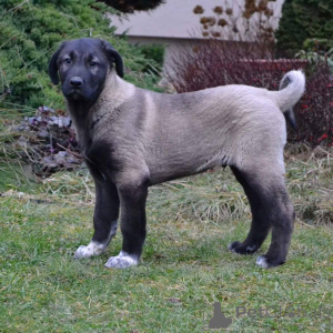 Zdjęcie №2 do zapowiedźy № 143149 na sprzedaż  pies nierasowy - wkupić się Australia hodowca