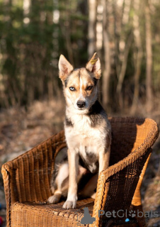 Zdjęcie №3. Mini-shiiski o oczach z różnych światów, to szuka domu!. Federacja Rosyjska