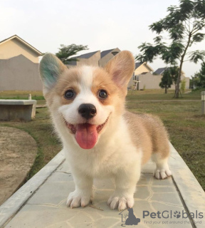 Zdjęcie №2 do zapowiedźy № 127284 na sprzedaż  welsh corgi - wkupić się Niemcy 