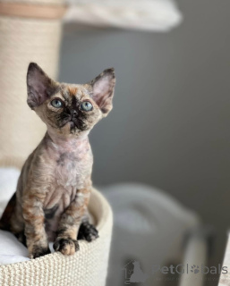 Zdjęcie №1. devon rex - na sprzedaż w Monachium | negocjowane | Zapowiedź № 144519