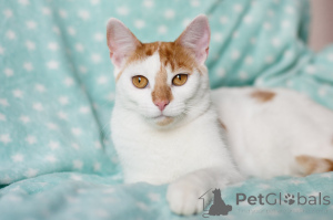 Zdjęcie №3. Wesoły Lence. Białoruś