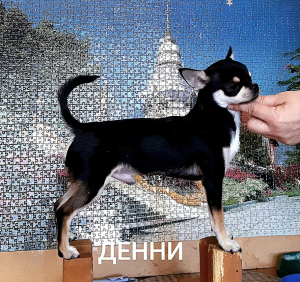 Zdjęcie №4. Sprzedam chihuahua (rasa psów) w Sewastopol. od żłobka - cena - 2338zł