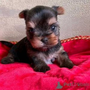 Zdjęcie №2 do zapowiedźy № 138789 na sprzedaż   - wkupić się USA 