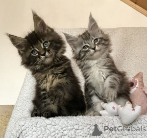 Zdjęcie №3. Norweski kot leśny. Niemcy