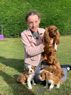 Zdjęcie №2 do zapowiedźy № 178532 na sprzedaż  cavalier king charles spaniel - wkupić się Austria prywatne ogłoszenie, hodowca